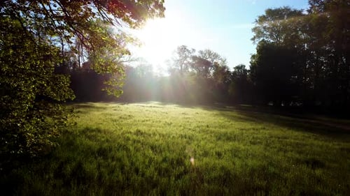 Sun Shines in the Forest Through the Trees and Tree Branches Near a Clearing