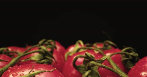 Fresh coktail tomatoes super close up