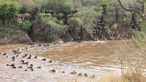 Dangerous muddy river crossing for confusion of Wildebeest in Kenya