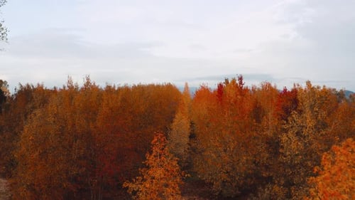 Autumn Forest