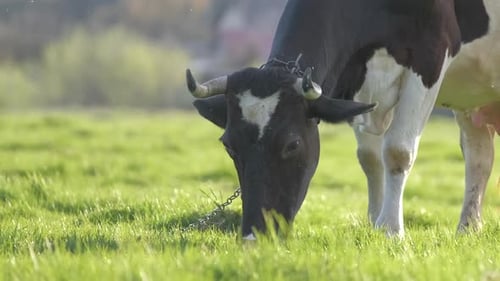 Milk Cow Grazing on Green Farm Pasture on Summer Day