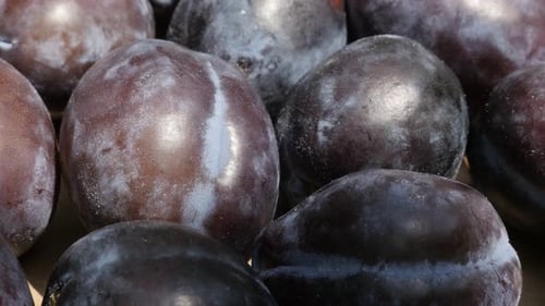 Purple common plum Prunus domestica after harvest 4K video
