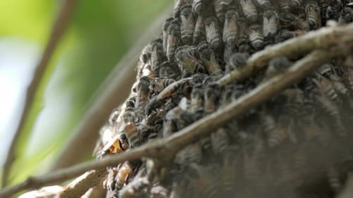 Bee