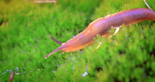 Slug kriecht langsam auf dem grünen Gras