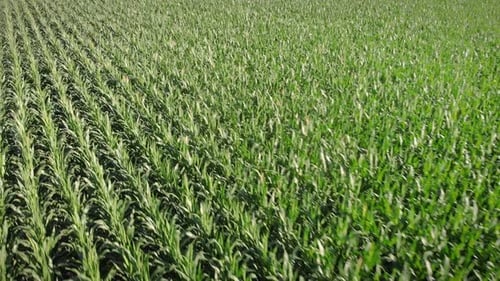 Green Crops Field