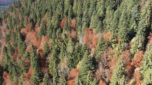 Voando acima de uma floresta perene misturada com árvores decíduas