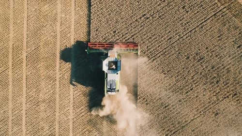 Top Down View of Combine Working in Wheat Field, Agriculture Machine Harvesting Golden Ripe Wheat