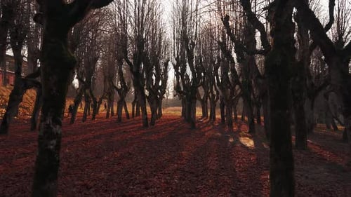 Old Linden Alley, Katvaru Manor Park, Latvia Looks So Ghostly Spoky Like Fairy Tales. Stedicam Shot