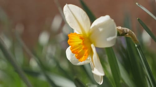 Narcissus poeticus en el jardín, moviéndose lentamente con el viento, 4K, 2160p, imágenes UltraHD - Beautiful Narcis