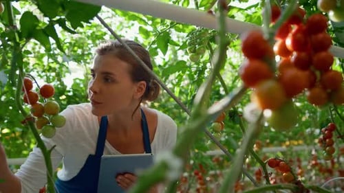 Woman Inspecting Tomato Plants With Tablet in Greenhouse