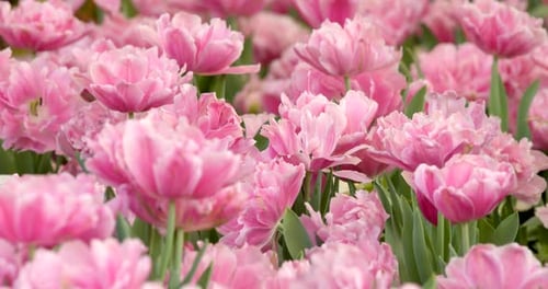 Pink Tulip farm