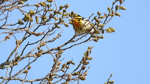 Vibrant Yellow-Throated Warbler Perched on Budding Tree