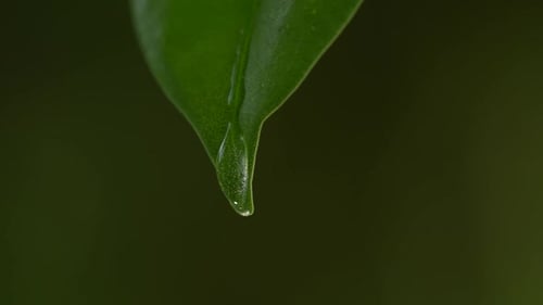 Wassertropfen auf einem Blatt 63