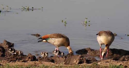 Egyptian Goose, alopochen aegyptiacus, Male with Female and Goslings, real Time 4K