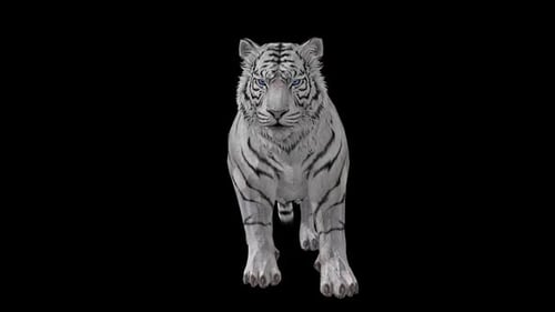 Tiger Idle 2