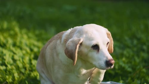 Adorable chien mixte Beagle-Labrador levant les yeux assis dans un seau