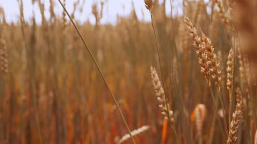 Golden Wheat Field Swaying in the Daylight