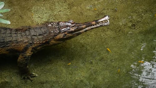 Faux Gharial ou Tomistome dans une rivière