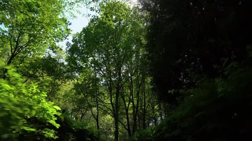 In the forest among the trees