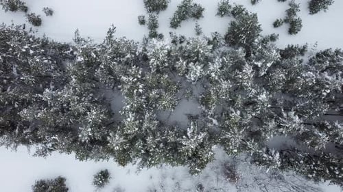 Snowcovered Coniferous Forest From a Bird'seye View