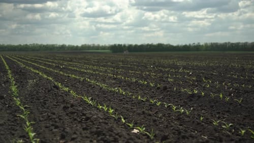 Young Crops Growing in Serene Rural Farmland