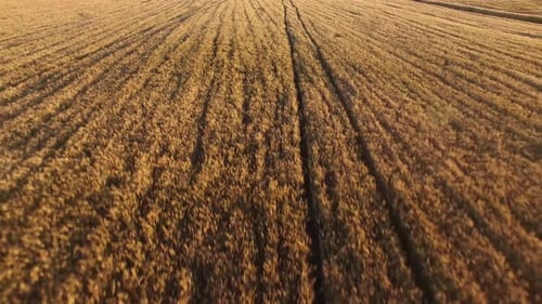 Trigo amarillo
