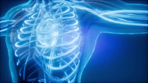3D Glowing Human Anatomy Scan of Heart and Circulatory System