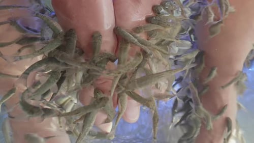 Frau legt ihre Hände ins Aquarium mit roten Garra- oder Garra Rufa-Fischen, auch bekannt als Doctor Fish oder