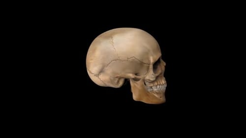Totenkopf Drehen 4k