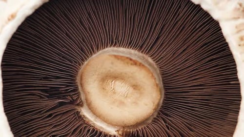 Champignon rotatif aux champignons Portobello en gros plan. Vidéo macro de fond sur les aliments crus