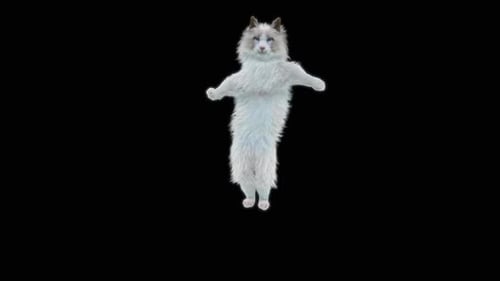Katze tanzt HD