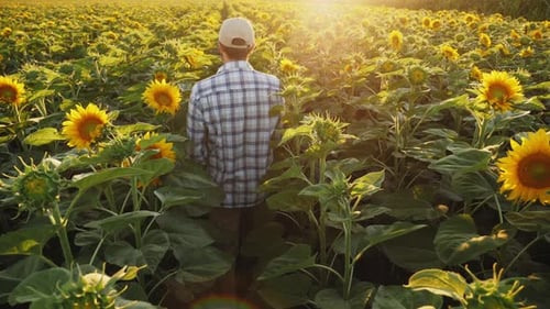 Farmer Walks Through a Blooming Sunflower Field