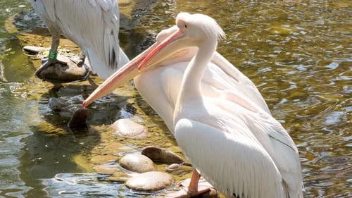 Majestic White Pelicans Resting Near Water