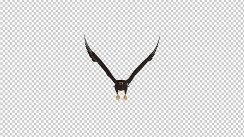 Black Hawk - Flying Loop - Vorderansicht