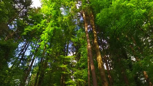 Intensiv grüner Wald und Sonne im Sommer