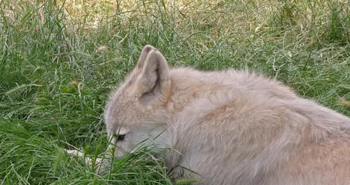 Arctic Wolf Resting in Grass in Daytime