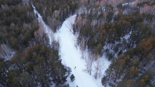 Walking Path In The Winter Forest