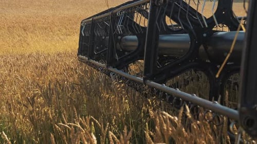 Combine Harvester Blades Threshing Wheat Field