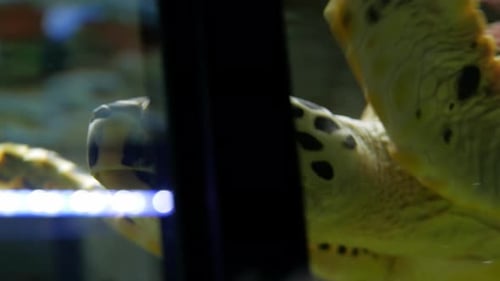 Big Turtle Swims in an Aquarium a Pet an Oceanarium