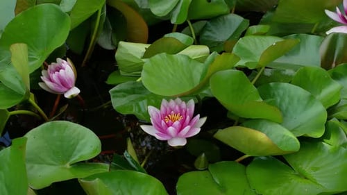 Water Lilies Blooming on a Pond with Green Pads