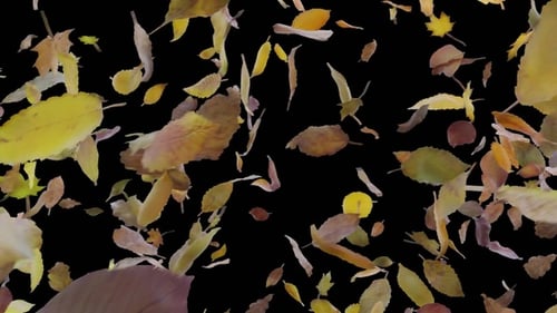 Realistic Falling Autumn Leaves Transition Pack