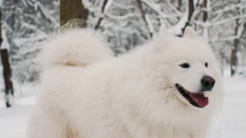 Samoyed Dog in the Park