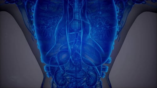 Anatomy Tomography Scan of Human Body