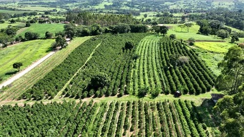 Aerial View of Lush Green Crop Rows