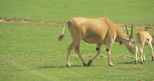 Antelopes walking and eating