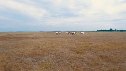 Kühe im Feld