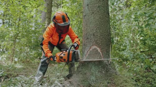Holzfällerin im Wald Spezialistin für Schutzausrüstung schneidet mit einer Kettensäge einen Baum ab
