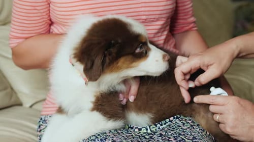 Adorable Puppy Receiving Affectionate Veterinary Care Indoors