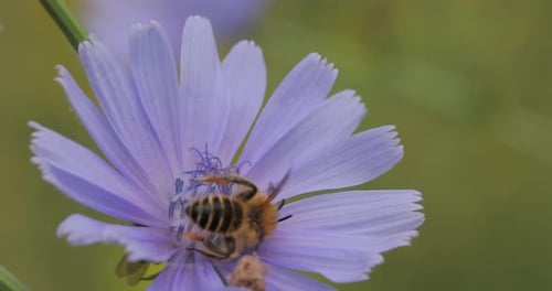 Gros plan d'une abeille perchée sur une fleur