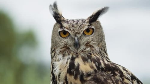 Eurasian Eagle Owl Looking at Camera